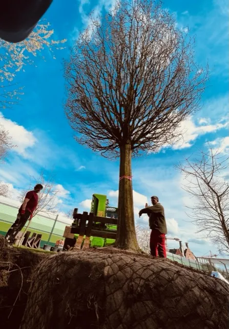 Baumschule Kania Großbaumverpflanzung