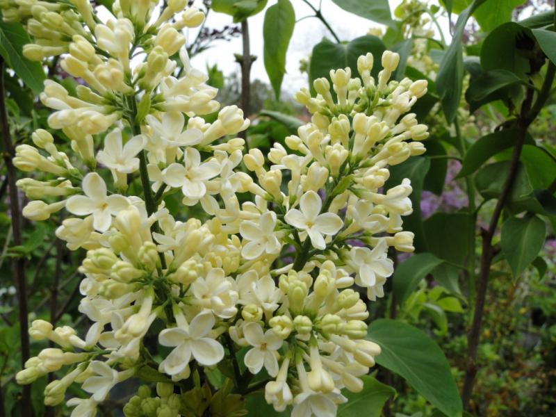 Baumschule Kania Syringa vulgaris Primerose